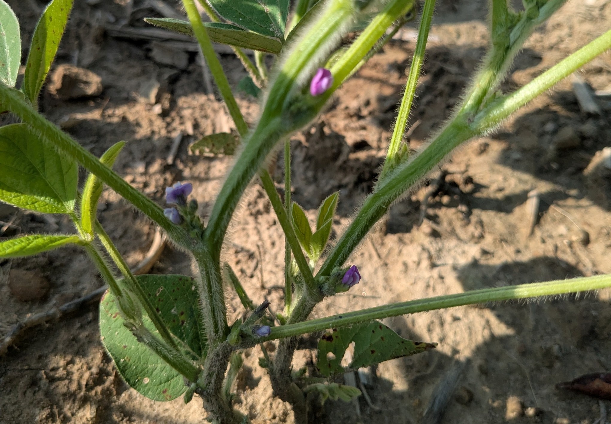 Up close photo of soybean plants with small purple flowers.